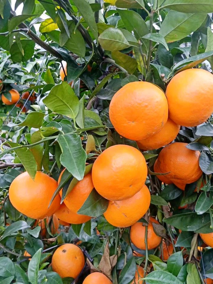 沃柑  3两以上 7 - 7.5cm 7.5-8.5