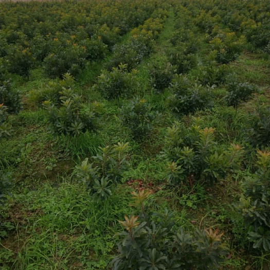 靖州县荸荠杨梅种苗