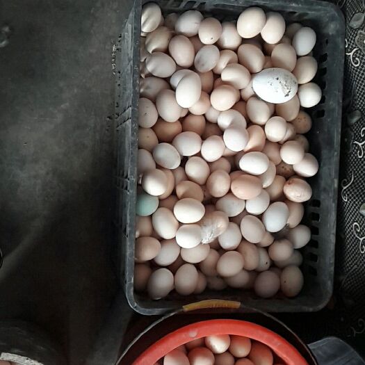 襄汾县土鸡蛋 食用 箱装 