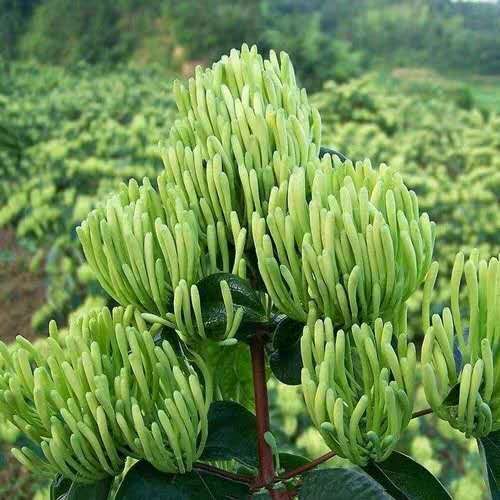 四季金银花苗 金银花 百花一号 四季金银花 高度40公分左右