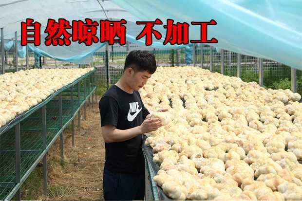 东北猴头蘑 6cm以上 干猴头菇