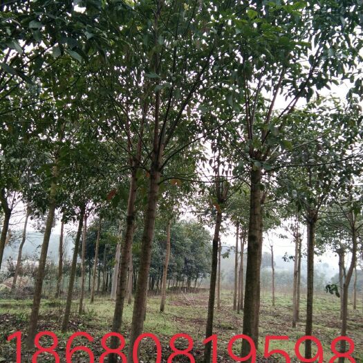 重庆市重阳木  （三叶树）截杆发帽两年大量有货规格大小都有