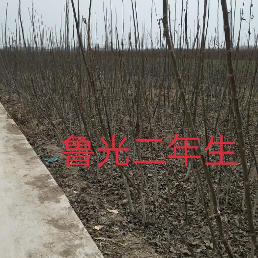 扶风县鲁光核桃苗 