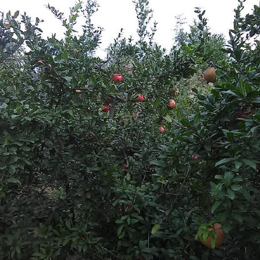 荥阳市河阴软籽石榴树苗  河阴石榴树。8年的，直径8公分以上。低价出售。