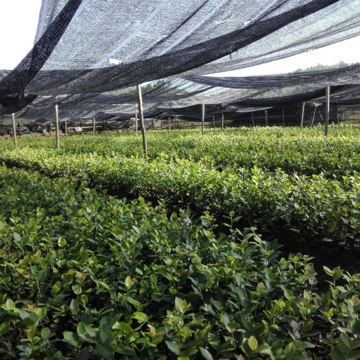 安福县油茶苗 