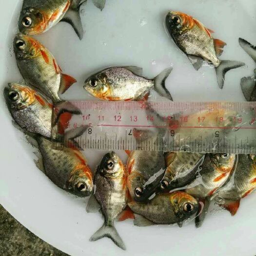 广州白鲳 人工养殖 0.5公斤以下 