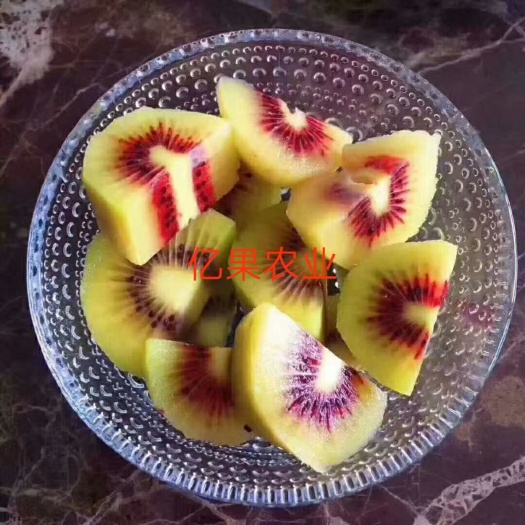 鄱阳县红心猕猴桃苗 红心猕猴桃嫁接大苗