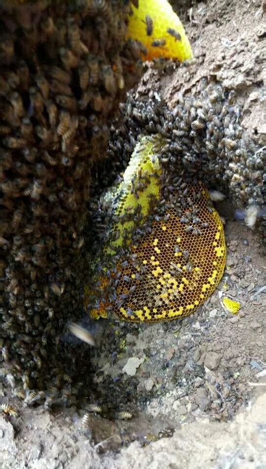 土蜂蜜 塑料瓶装 2年以上  