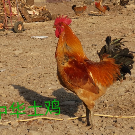 长春土鸡 5-6斤 公 