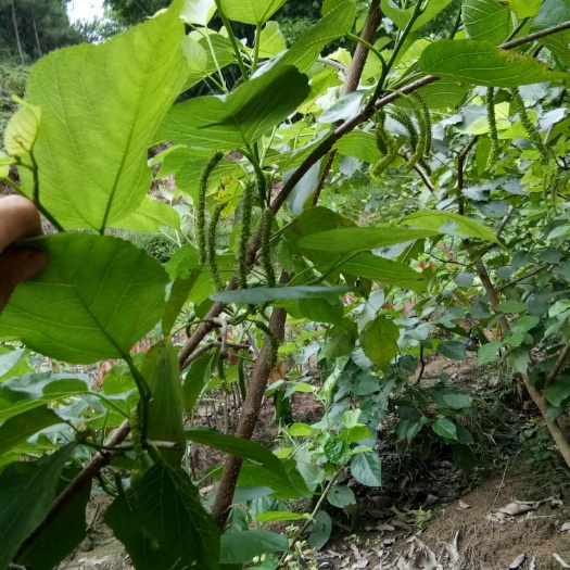 灵山县长果桑苗 