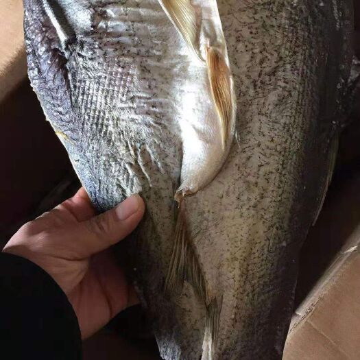 上饶生晒干鱼腊鱼风干跑量干鱼食堂餐馆大量日晒鱼干咸鱼干开肚鱼干
