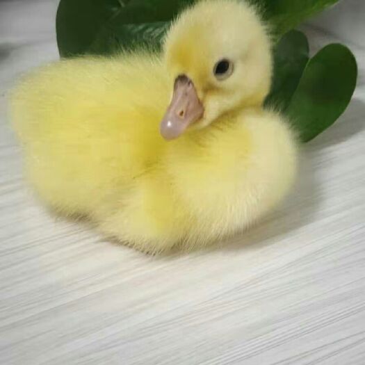 郓城县杂交鹅苗 