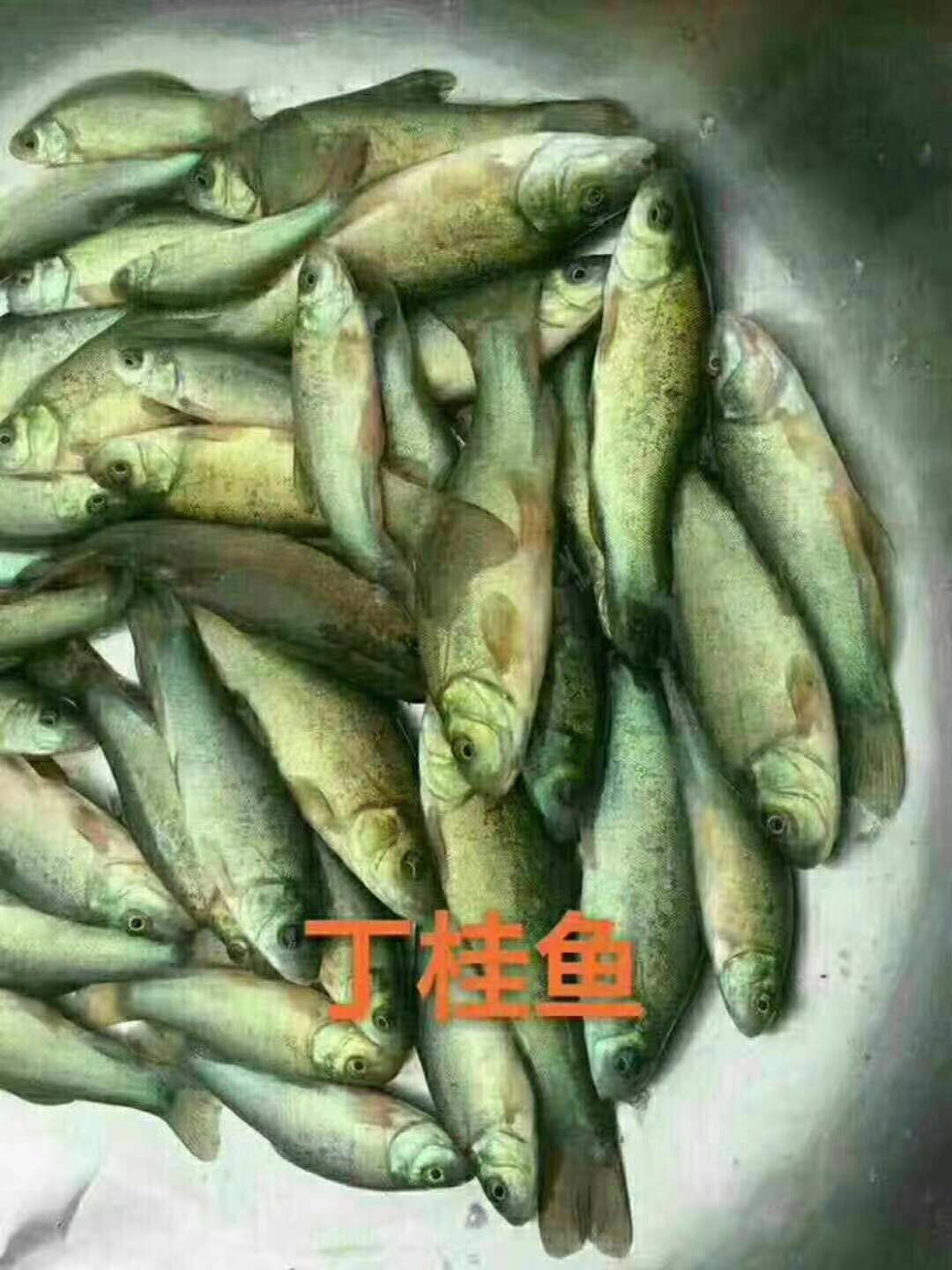 丁桂鱼苗 