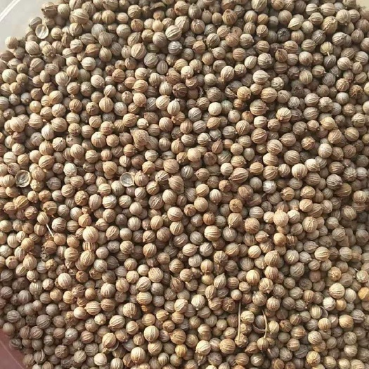 昌邑市香菜种子