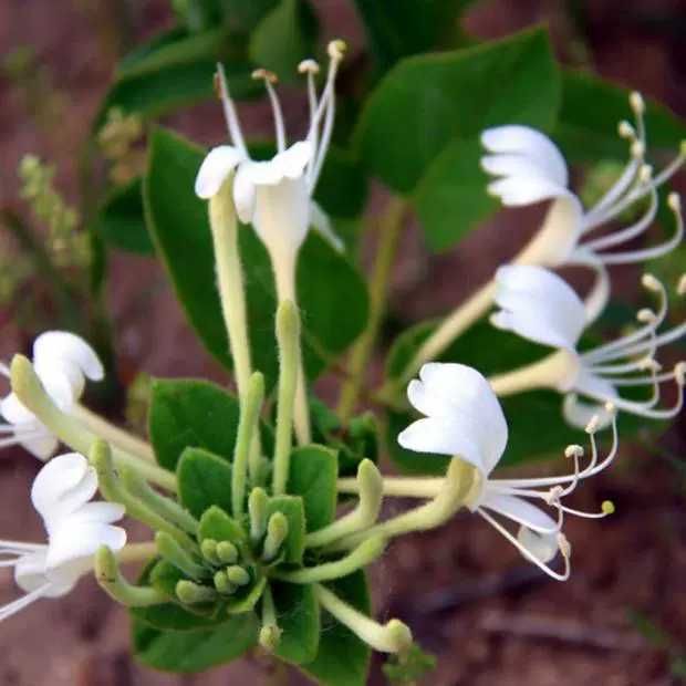 四季金银花苗 金银花 百花一号 四季金银花 高度40公分左右