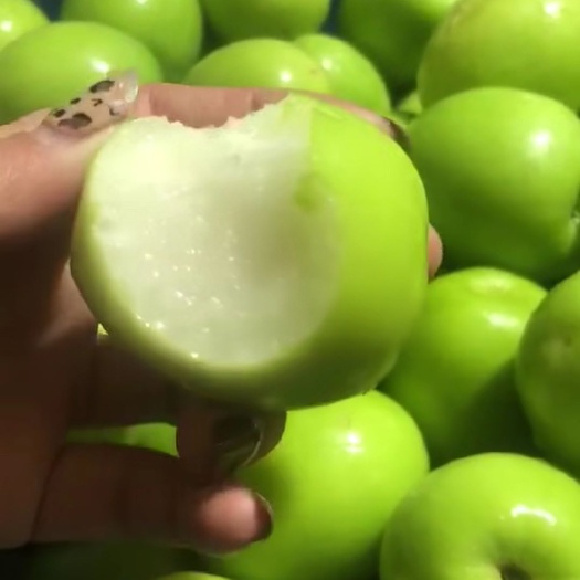 泰安大青枣苗 