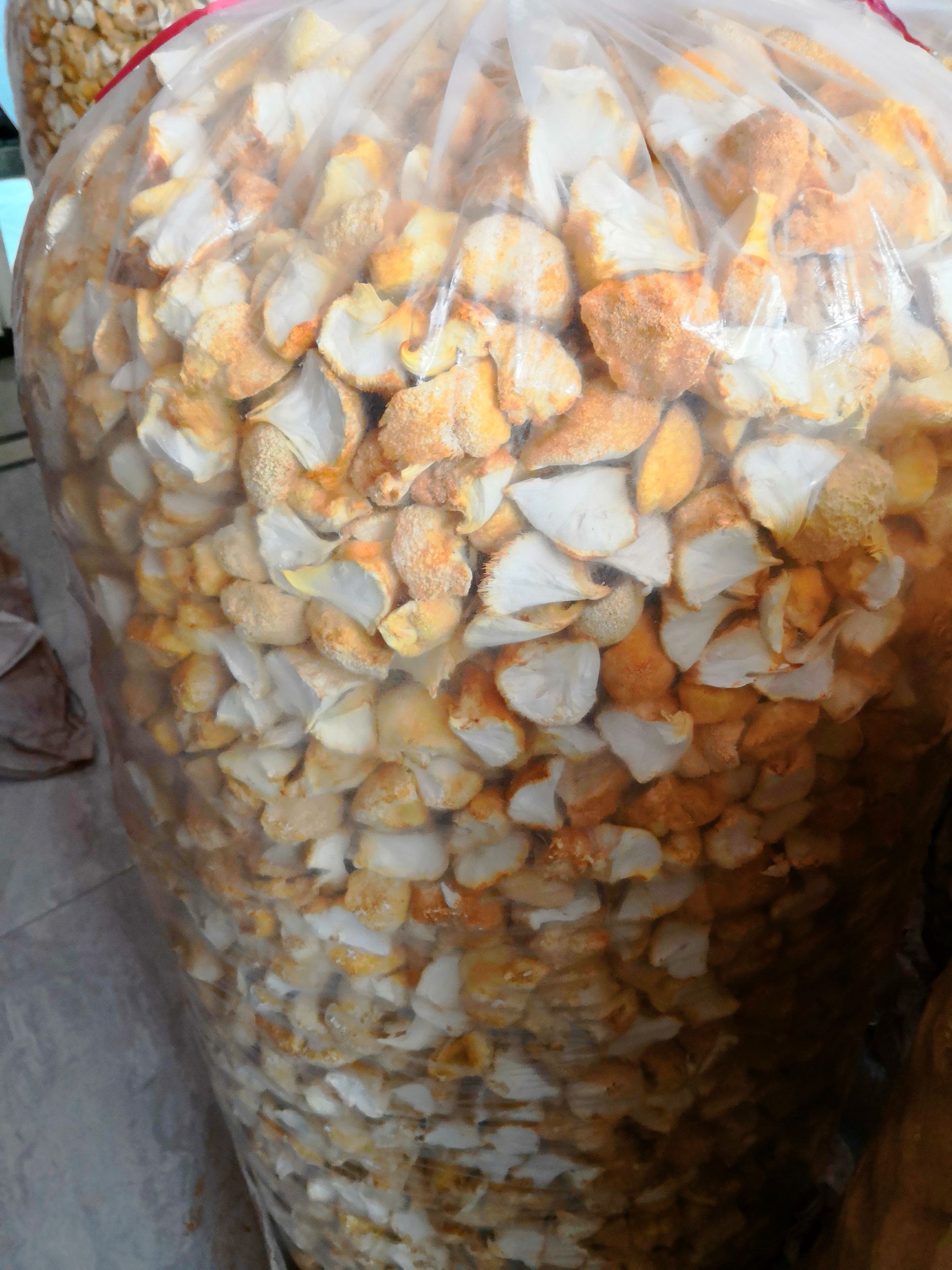 古田猴头菇 6cm以上 干猴头菇 