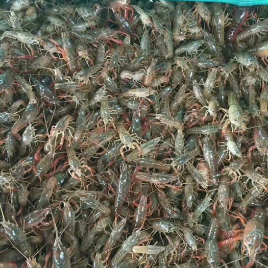 石首市小龙虾苗