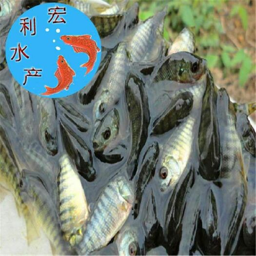 广州新吉富罗非鱼 
