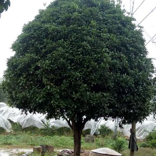 兴安县金桂  桂花大量供应