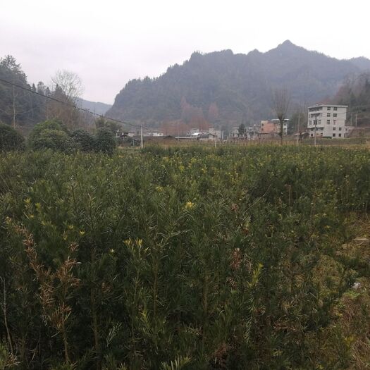 利川市罗汉松 