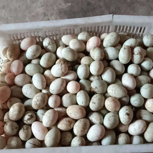 鄱阳县绿壳鸭蛋 食用 箱装 