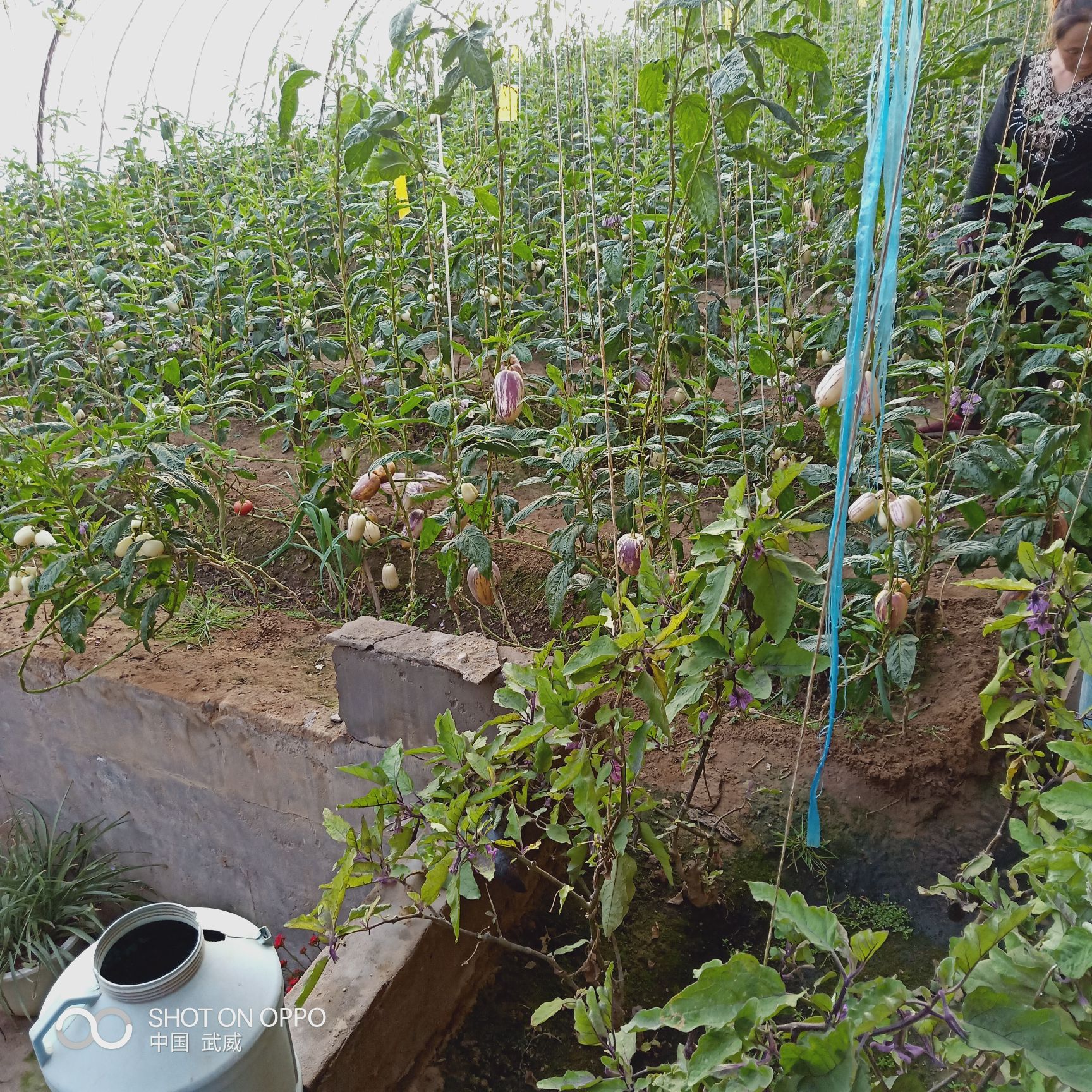 民勤人参果  2 - 3两以上 坏果包赔，电商供货