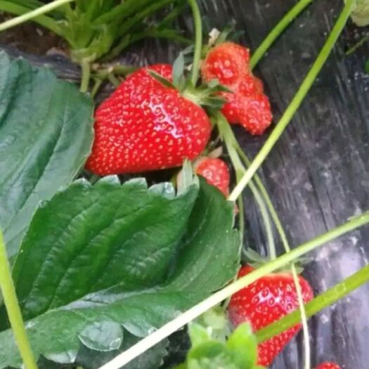 泰安牛奶草莓苗 10~20公分 穴盘苗 