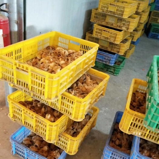 南宁土鸡苗 灵山货品优良，长期有货，包打疫苗