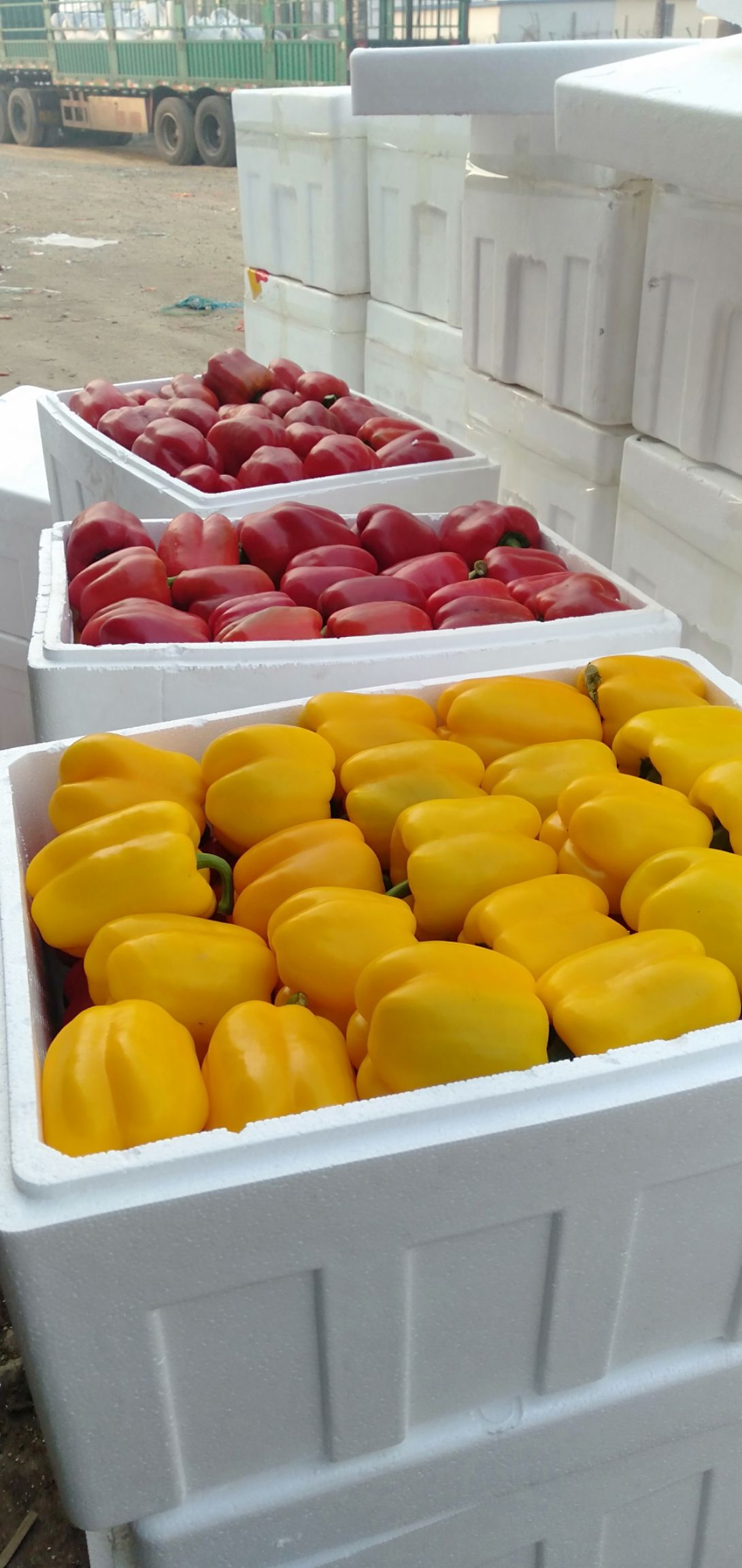 五彩椒 彩椒常年供货
保证质量