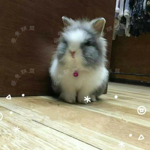 息县猫猫兔 3-5斤 
