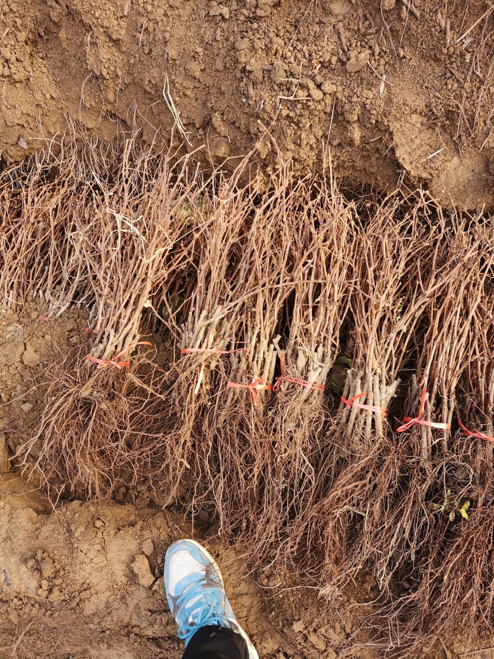 京亚葡萄苗 河北石家庄，品种纯正