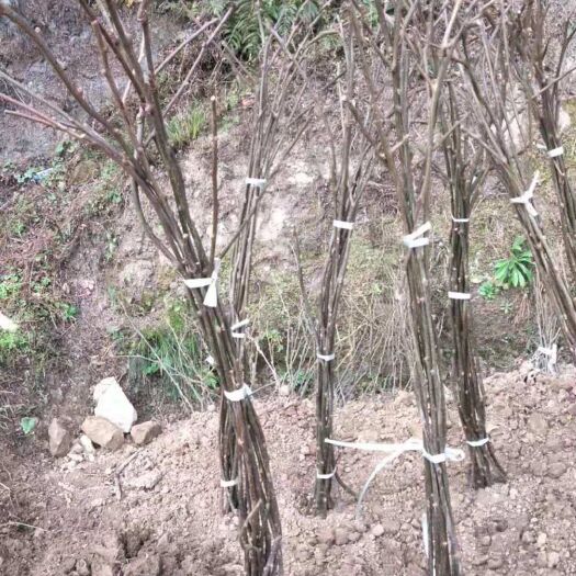 苍溪县红心猕猴桃苗 嫁接苗 