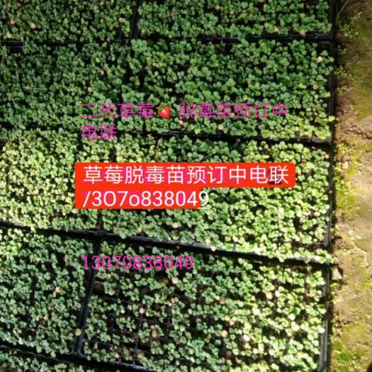 平度市脱毒草莓苗 10~20公分 穴盘苗 