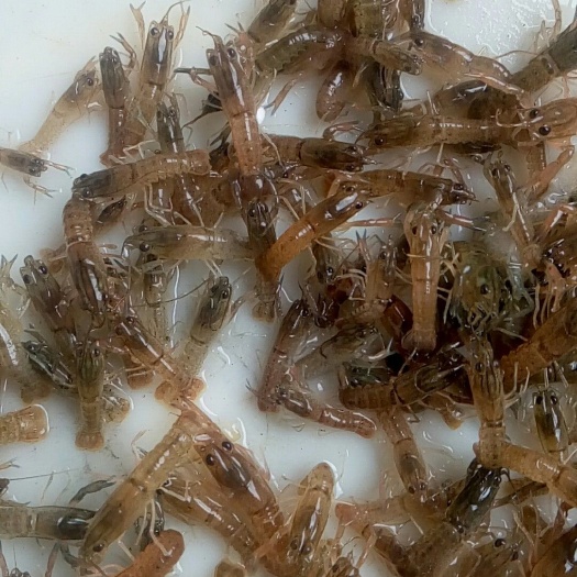 广州澳洲淡水小龙虾苗 
