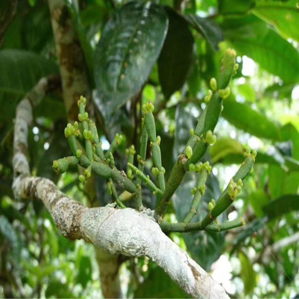 普洱生态茶 散装