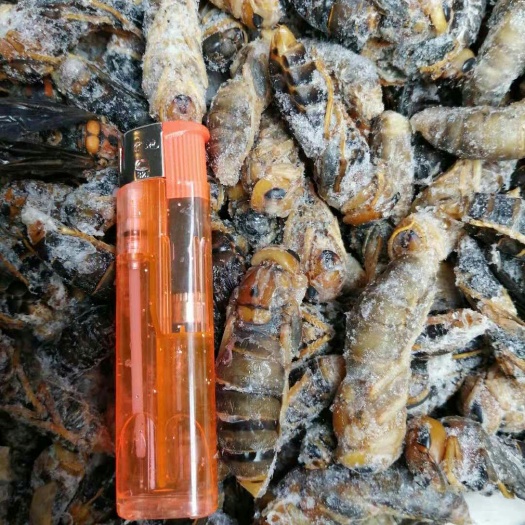 沂水县青米蜂  大黑无翅，黑尾