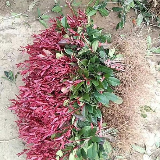 咸宁红罗宾