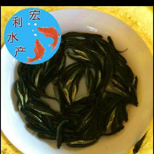 广州鲶鱼苗 
