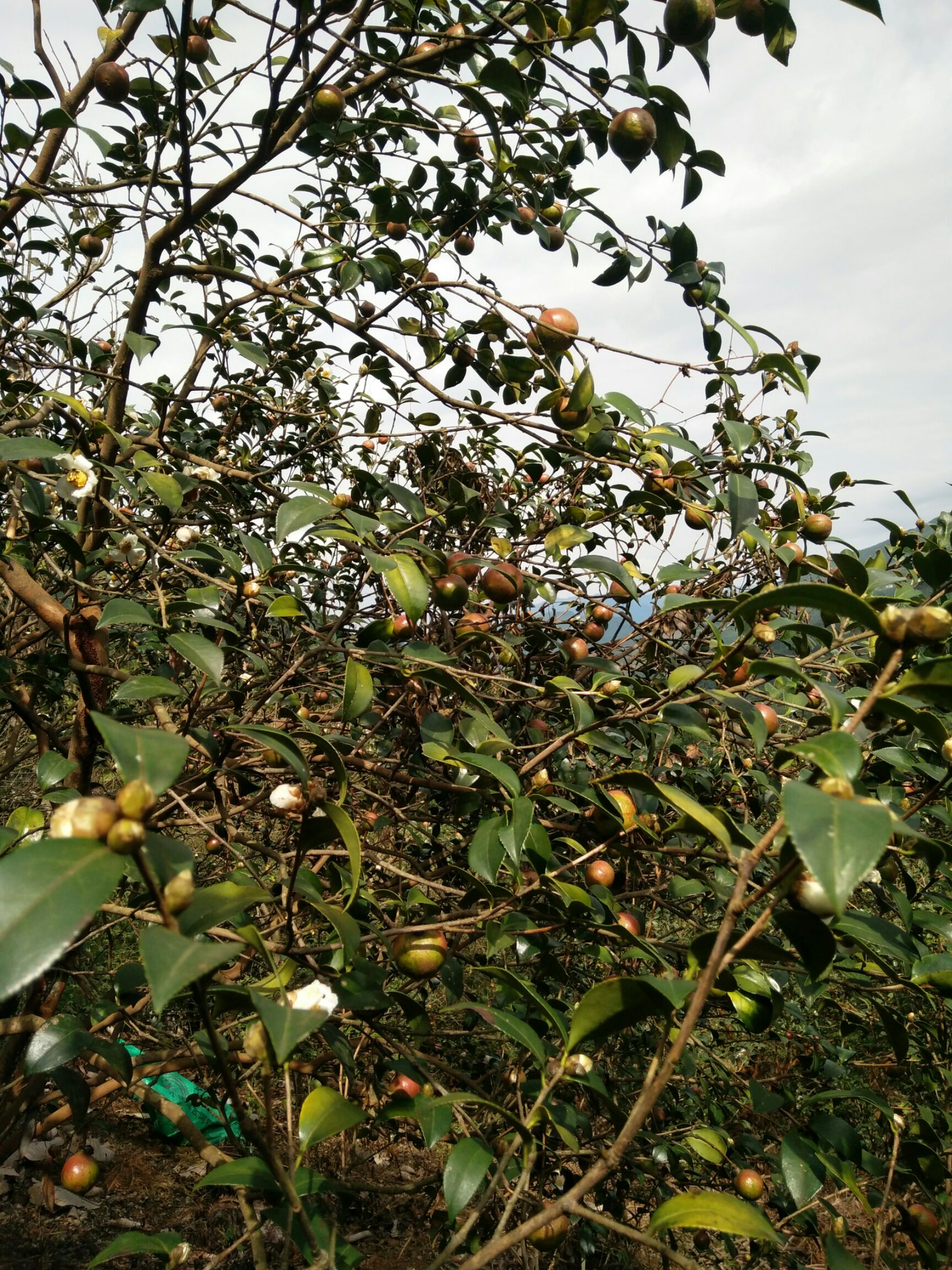 山茶油树寄生药用功效图片