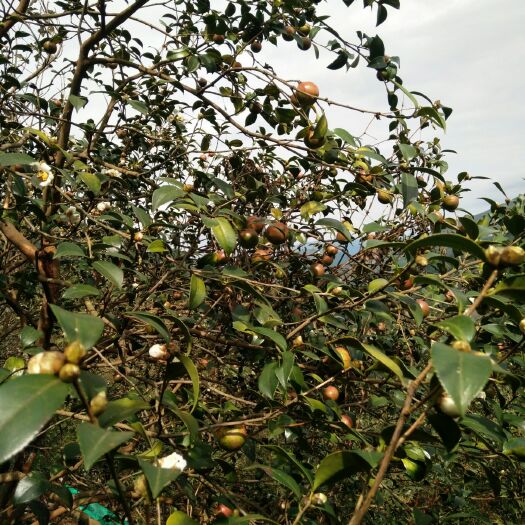 贺州野生山茶油 