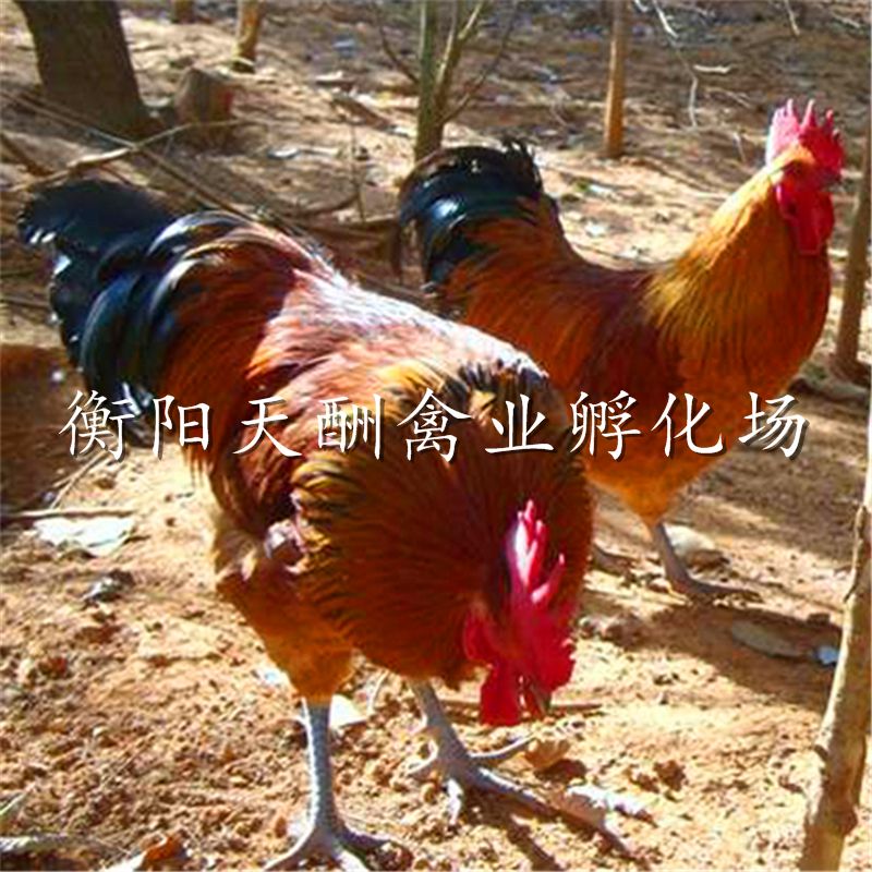 衡阳青脚土鸡苗 贵州/云南/重庆土鸡苗 青脚麻鸡苗