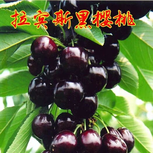 平邑县拉宾斯樱桃苗  拉宾斯大樱桃苗 樱桃苗 口感甜美多汁  包邮