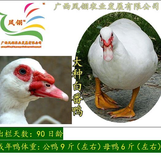 南宁 番鸭苗 火鸭苗 白/黑番鸭鸭苗