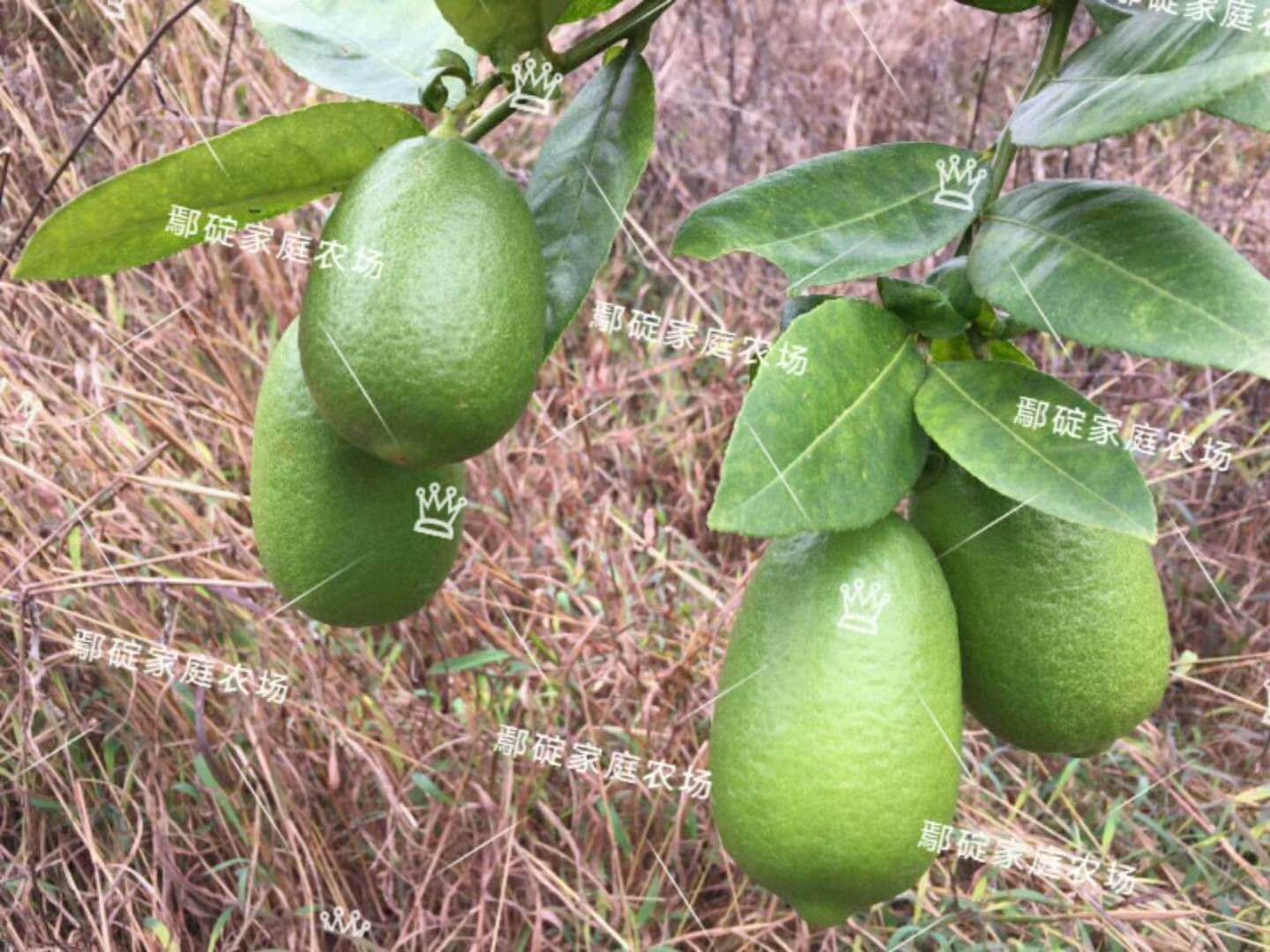 香水柠檬 货源稳定，