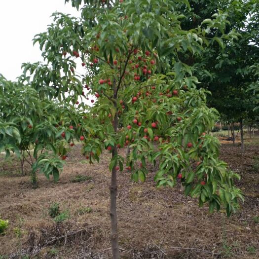 鄱阳县四照花果苗 野荔枝，石枣大苗