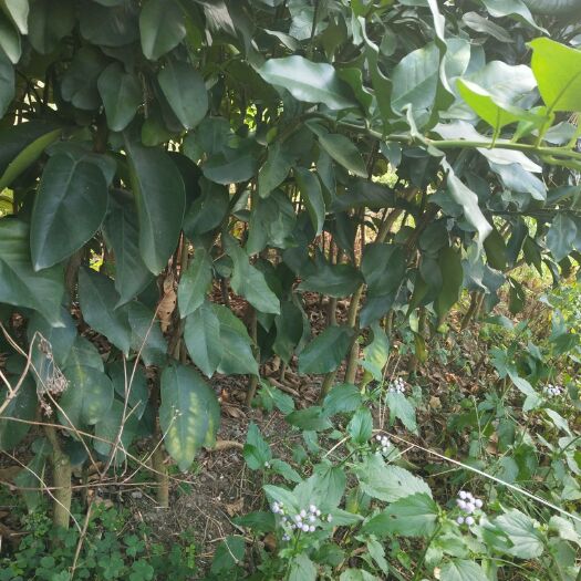 平和县蜜柚苗 