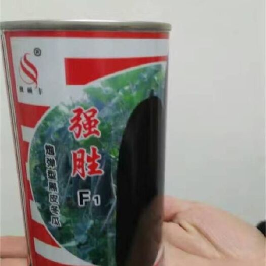 济南冬瓜种子  大田用种 ≥95% 黑皮冬瓜种子