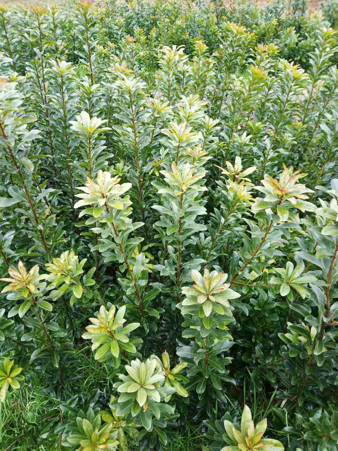 大黑炭杨梅树苗