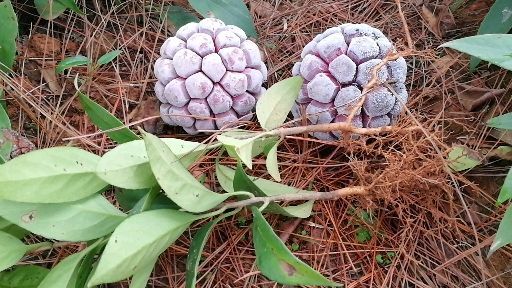 遂川县粉红黑老虎苗 布福娜黑老虎实生苗